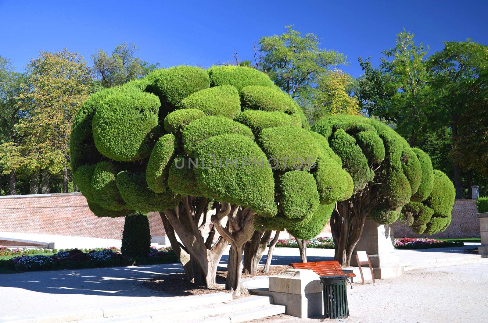 Cypress tree in Retiro Park in Madrid, Spain