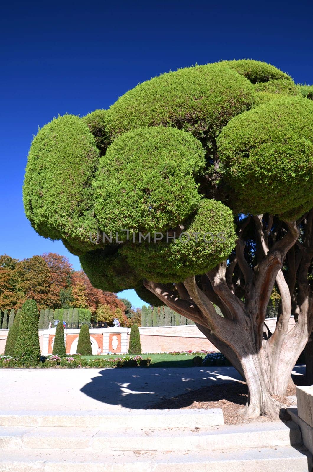 Cypress tree in Retiro Park in Madrid, Spain