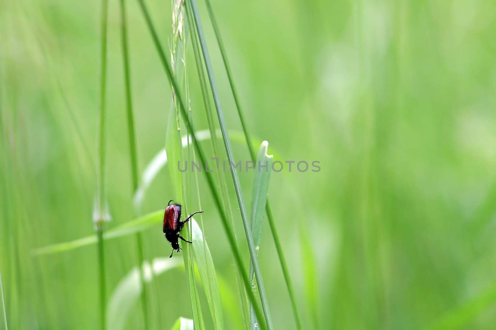 Garden leaf beetle looking for a partner