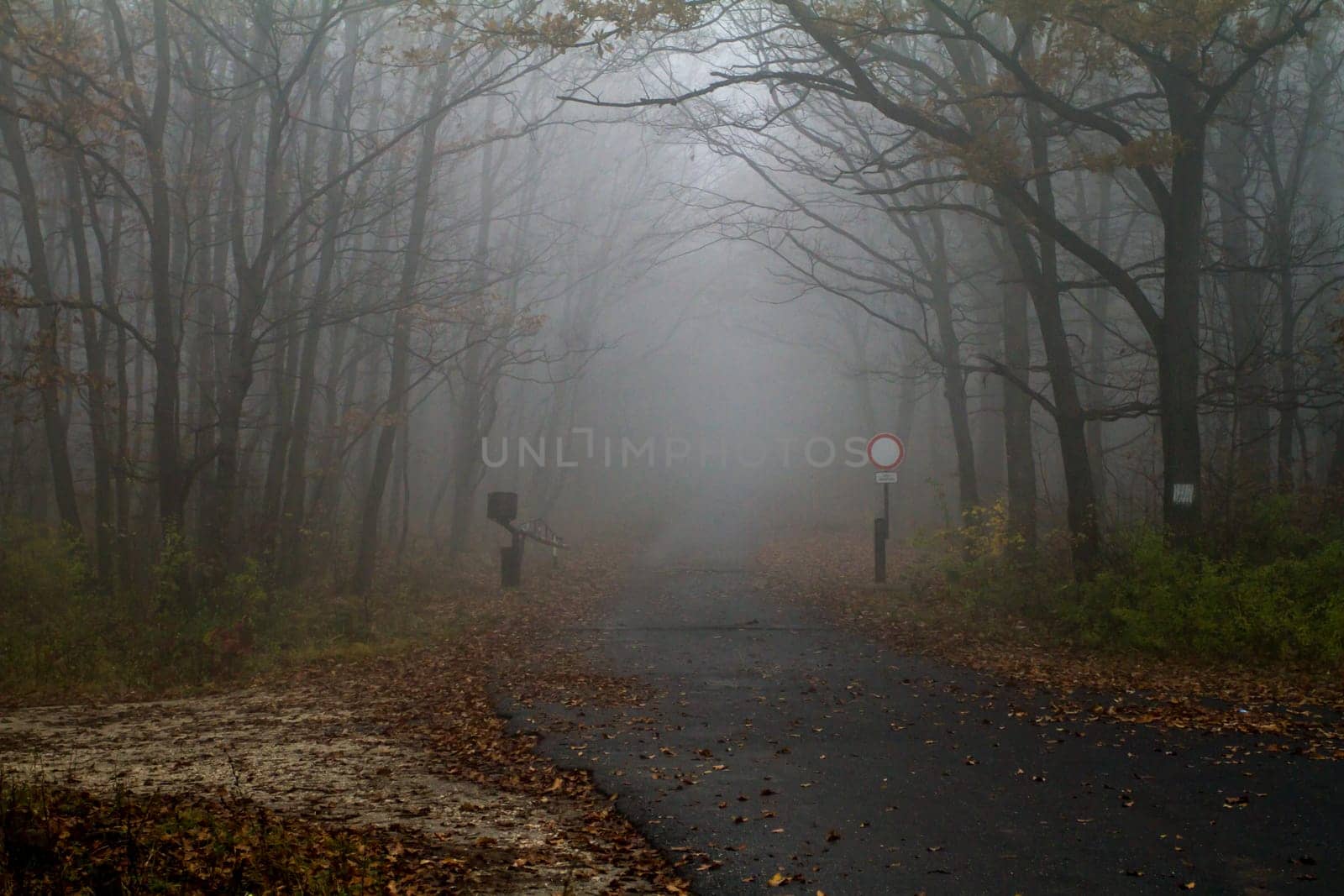 misty autumn forest road