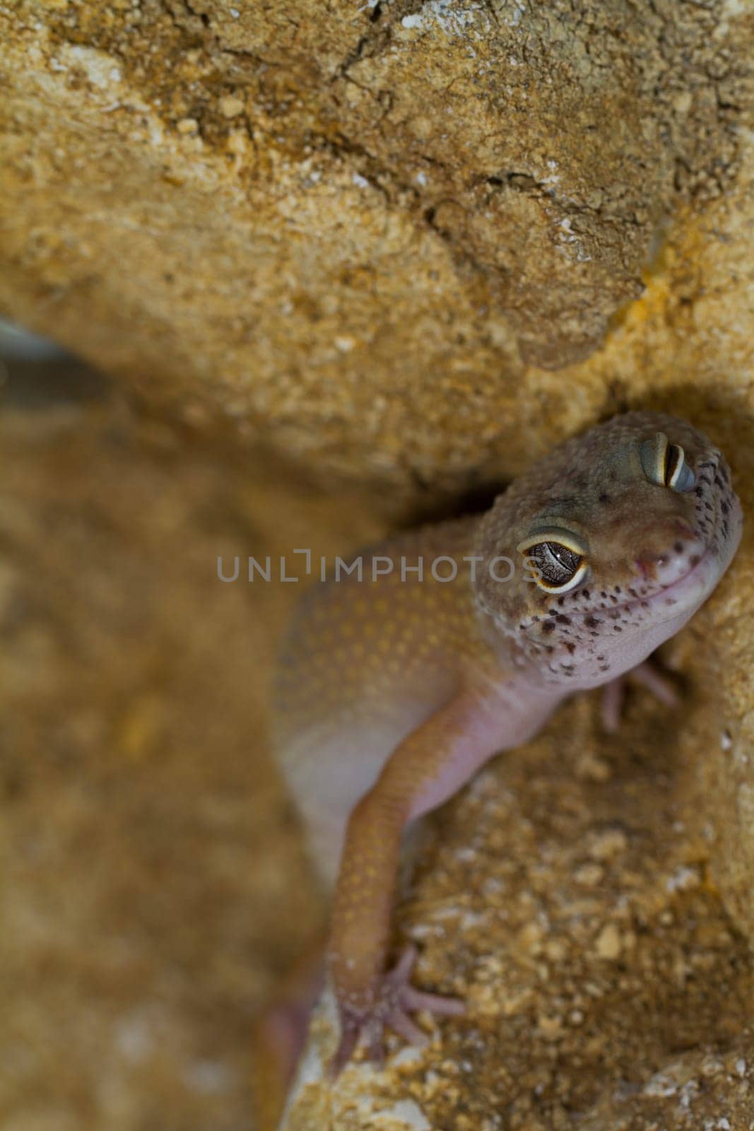 smiling leopard gecko on desert