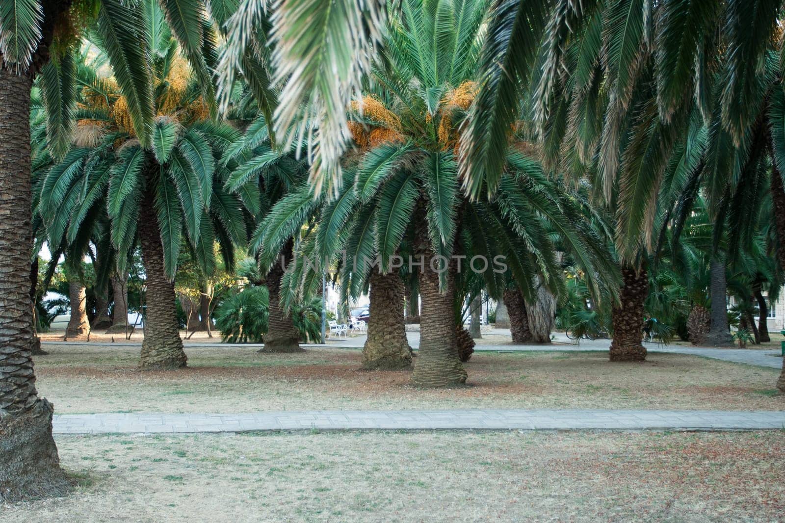 par with beautiful palm trees