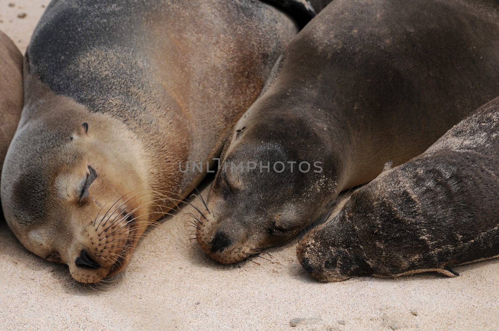Cuddle Hour in Santa Fe - Galapagos