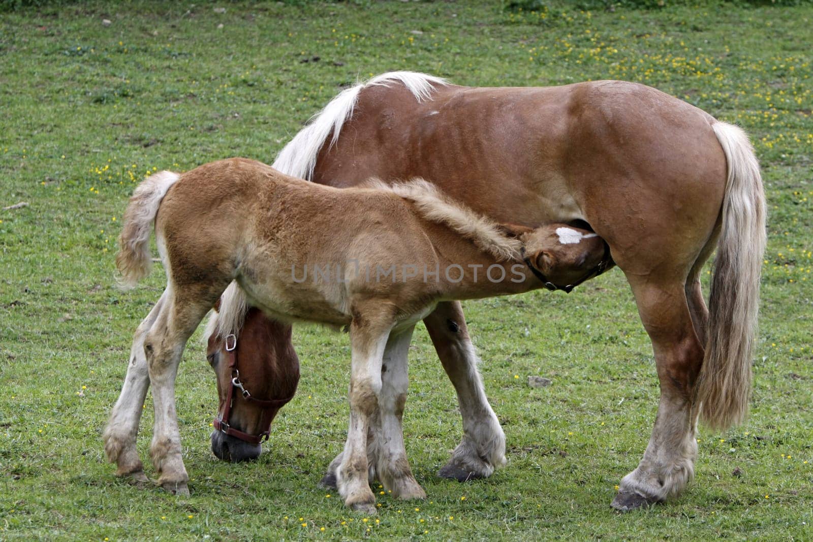 Jutland Coldblood Horse