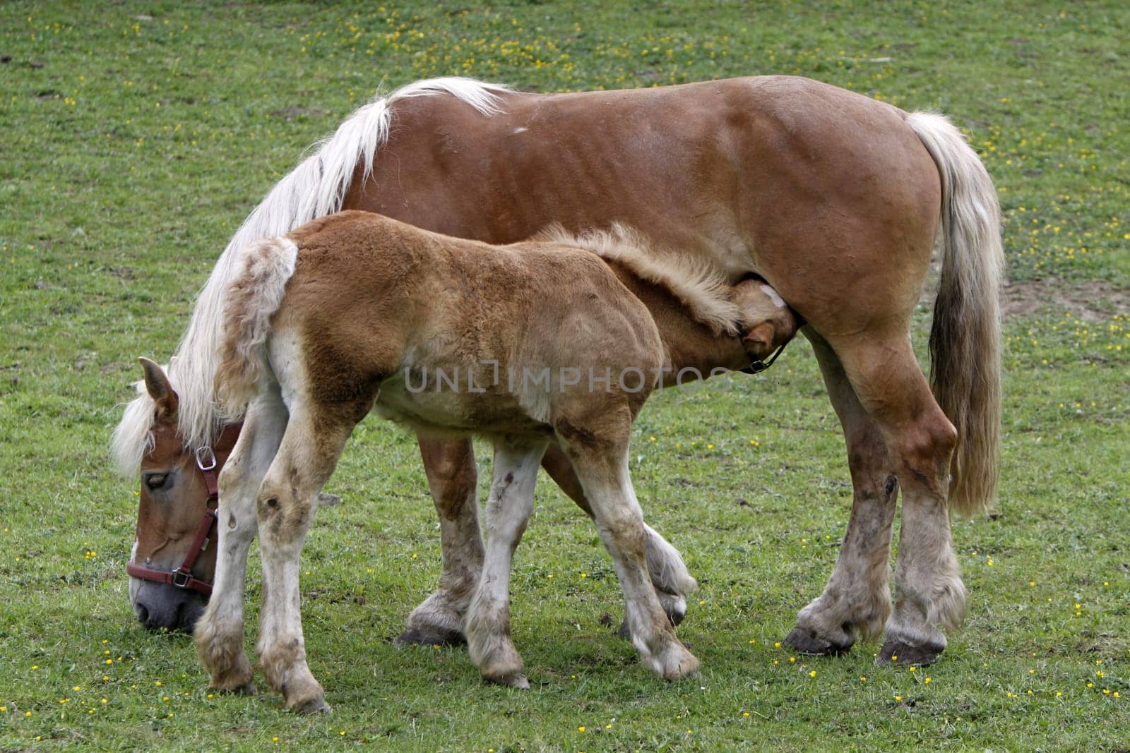 Jutland Coldblood Horse