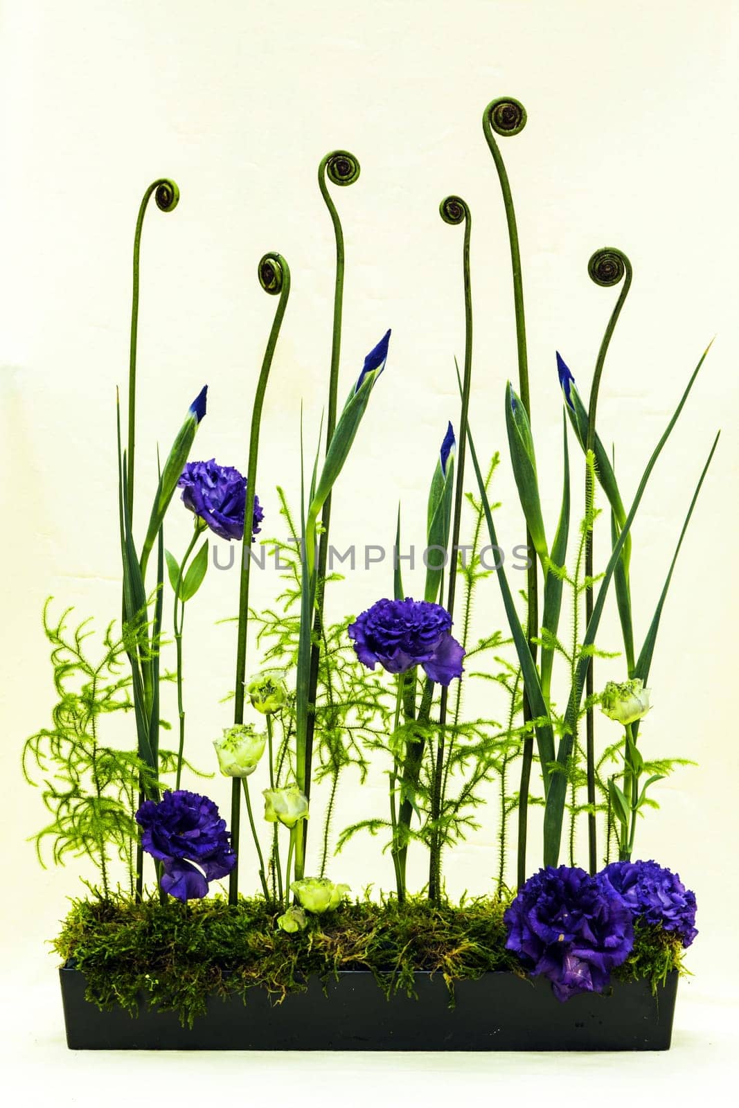 Eustoma flowers isolated with white background color