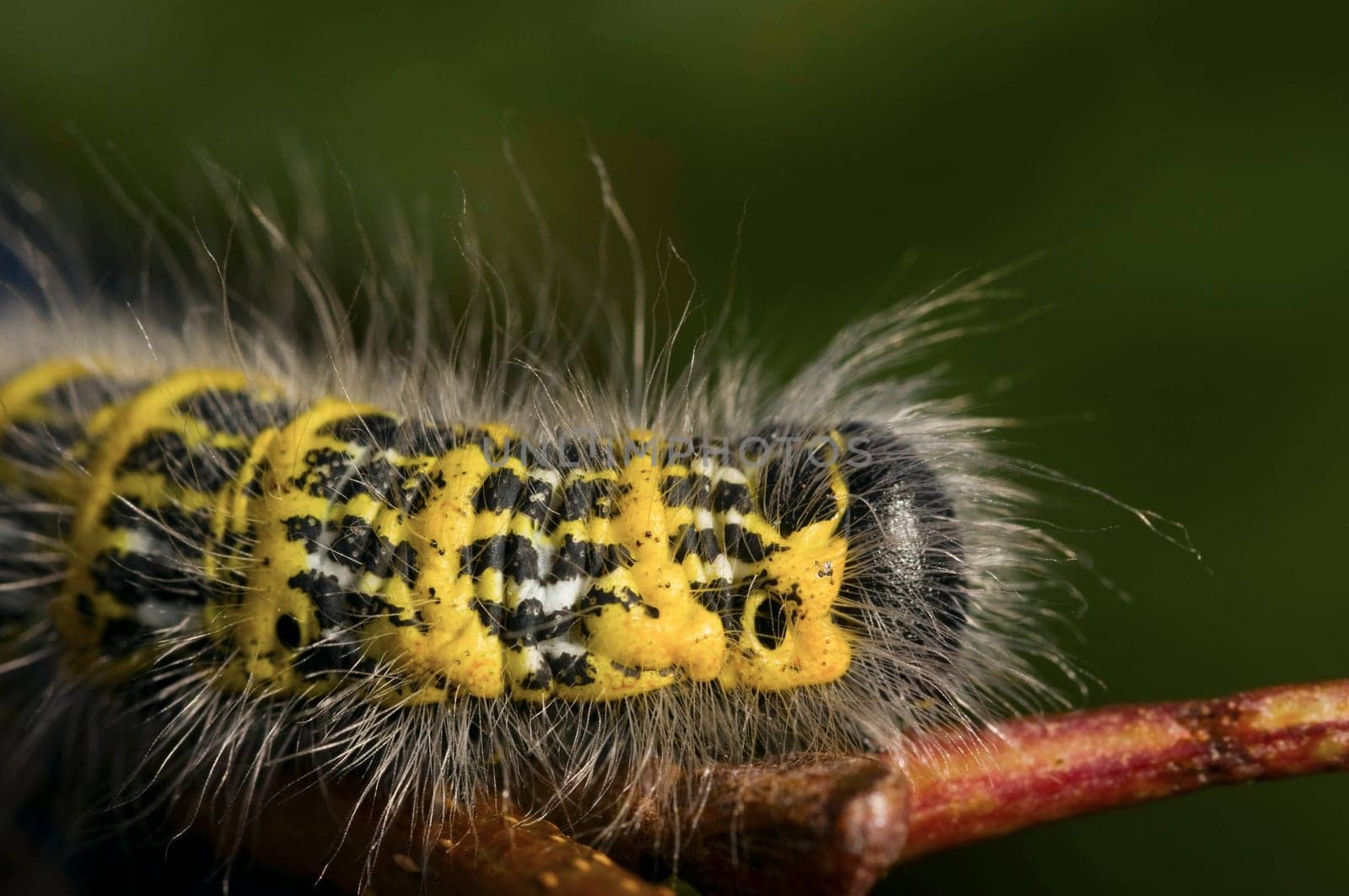 Moon bird caterpillar on a branch