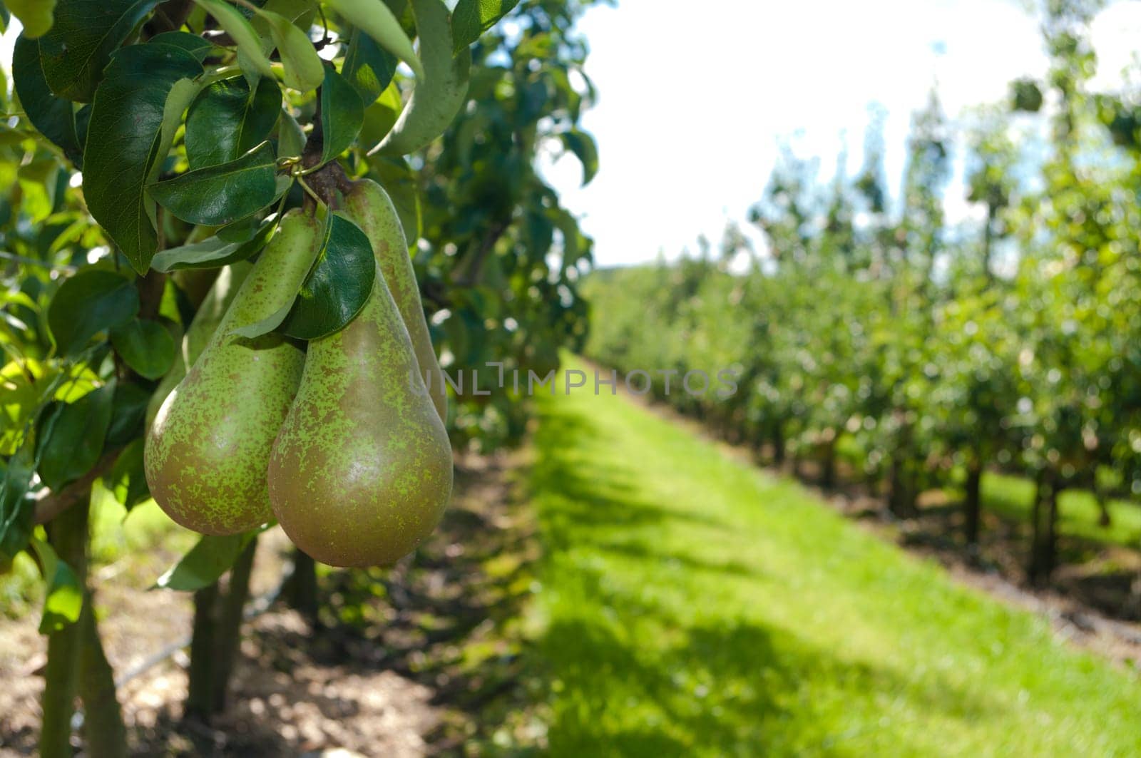 green pears in an orchard