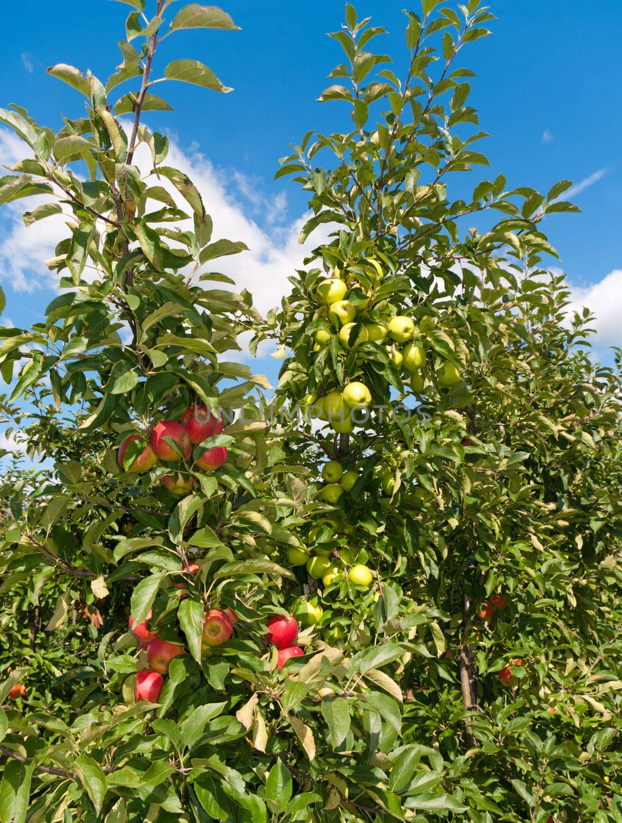red and green apples in an orchard