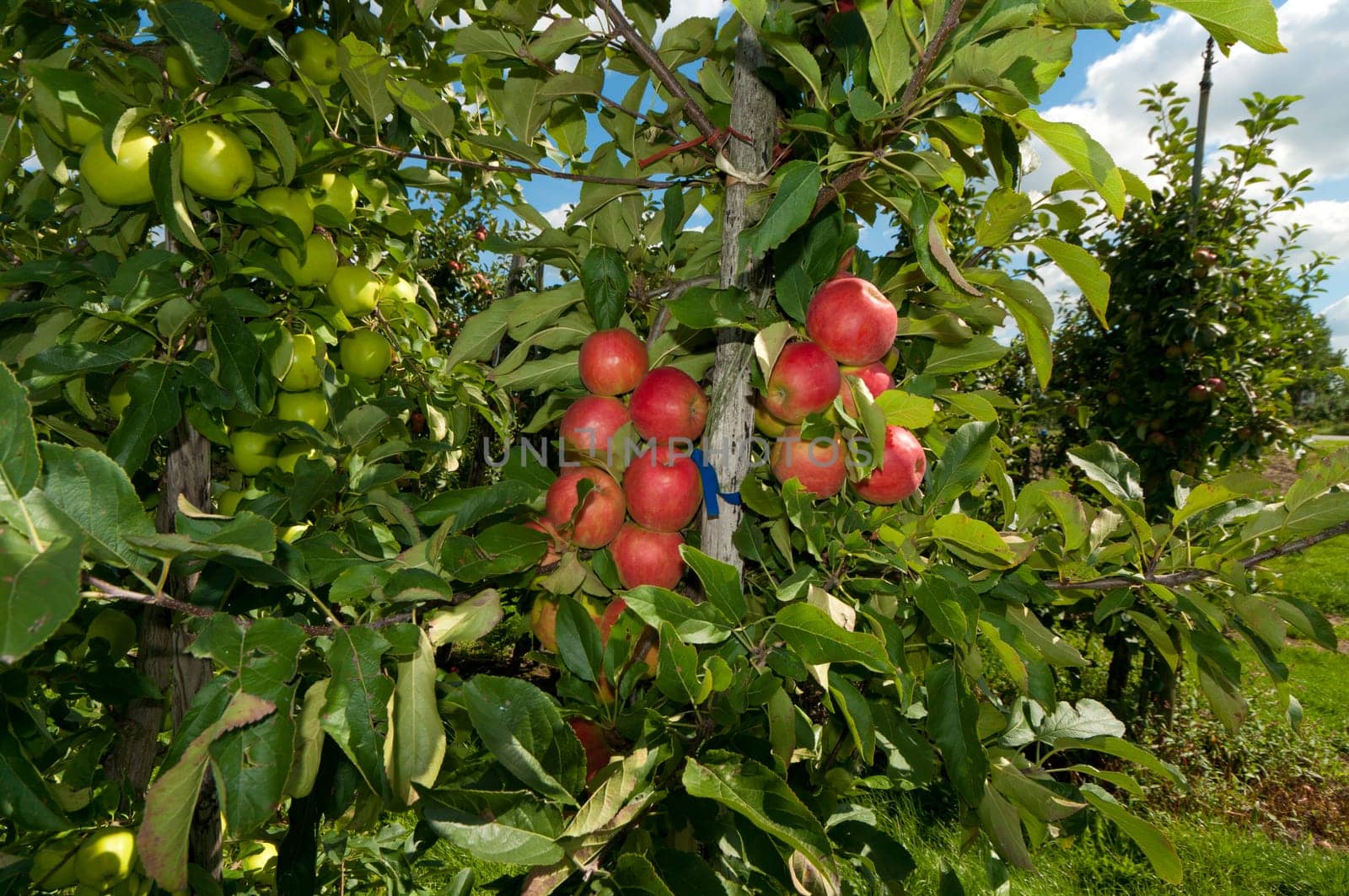 red and green apples in an orchard