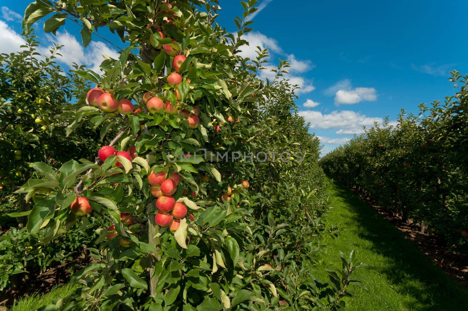 red and green apples in an orchard