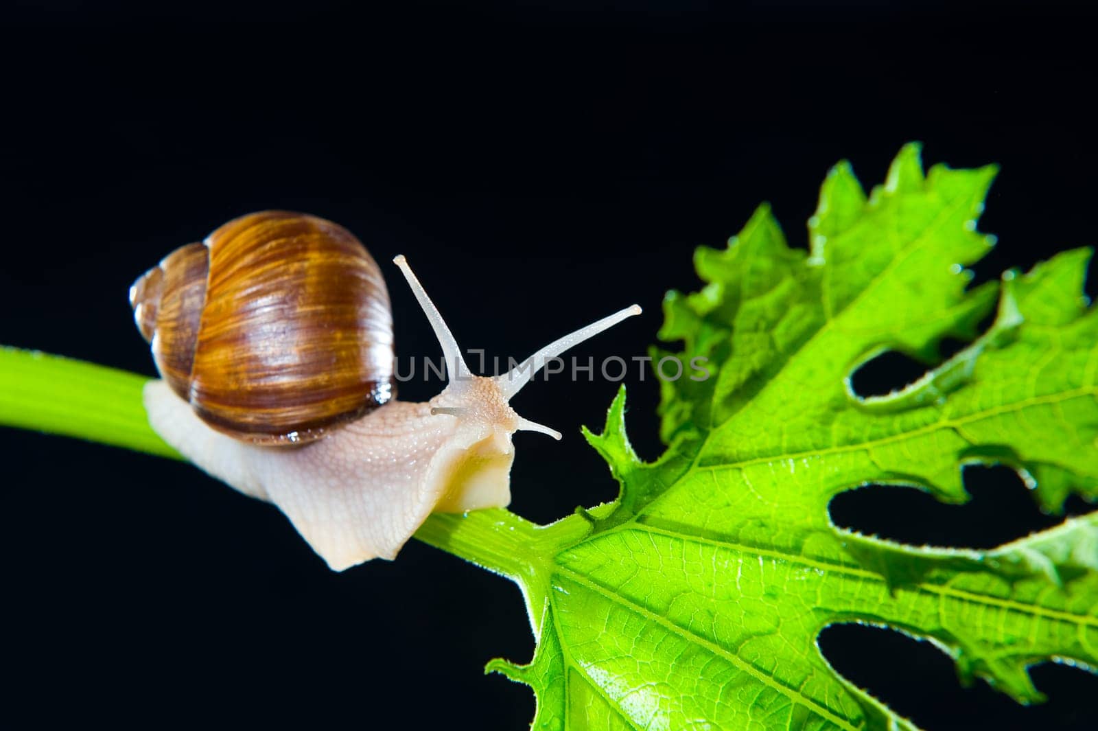 Grapevine Snail
