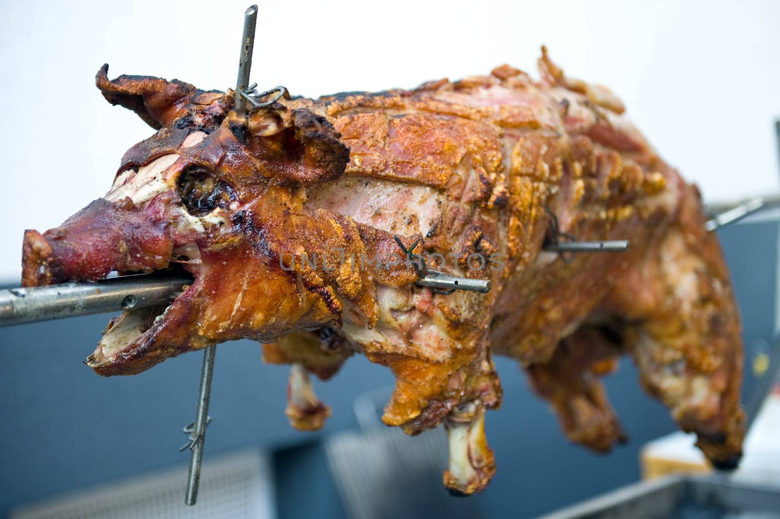 suckling pig