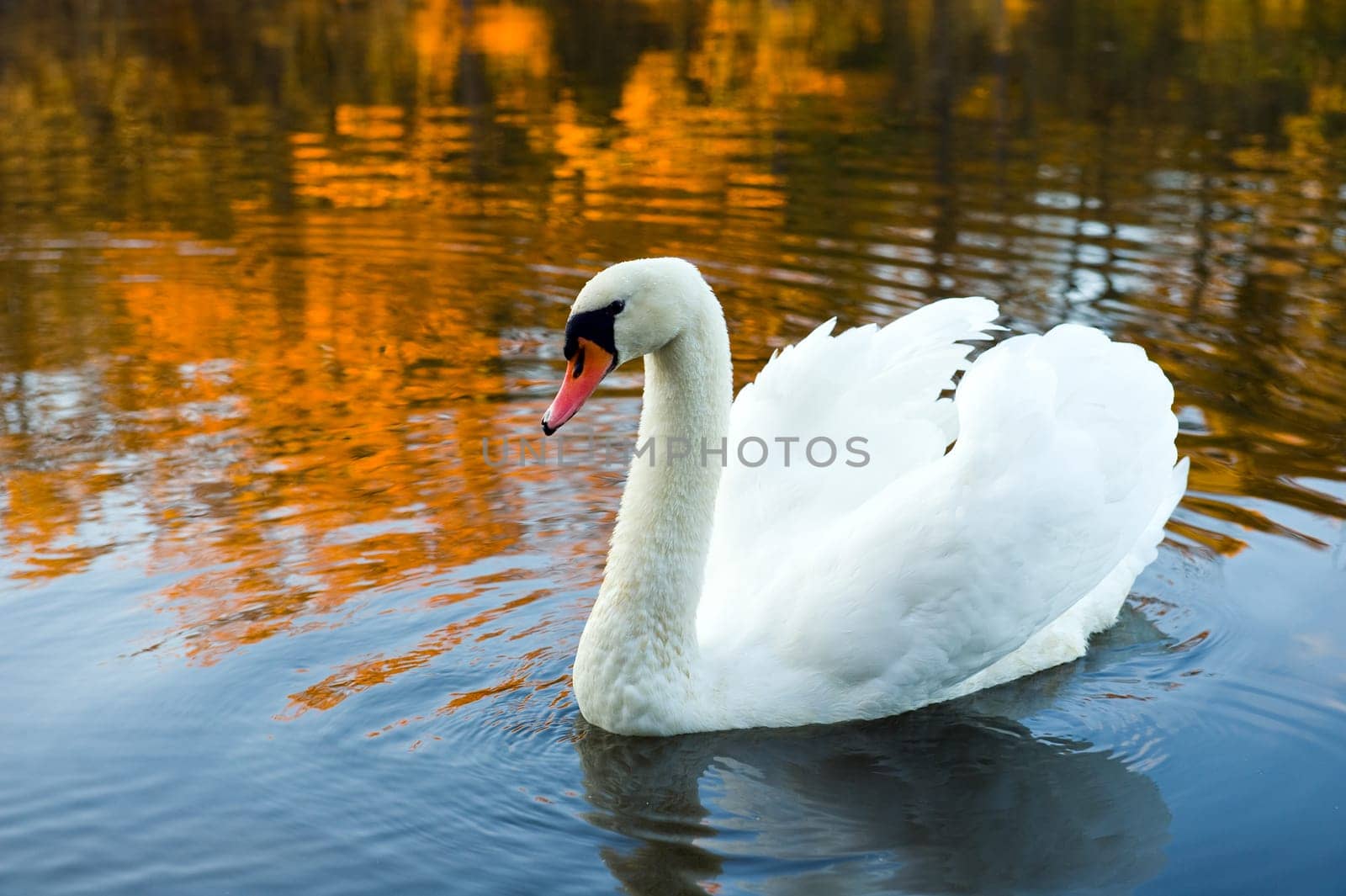 Swan in Fall