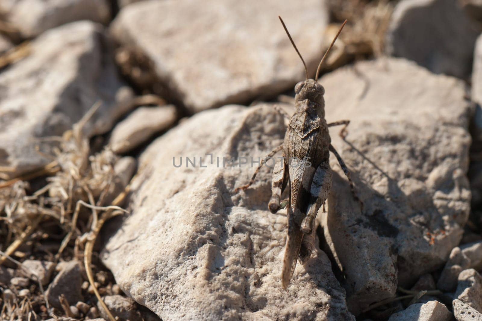 Brown locust close up full body side view (Oedipoda carulescens)