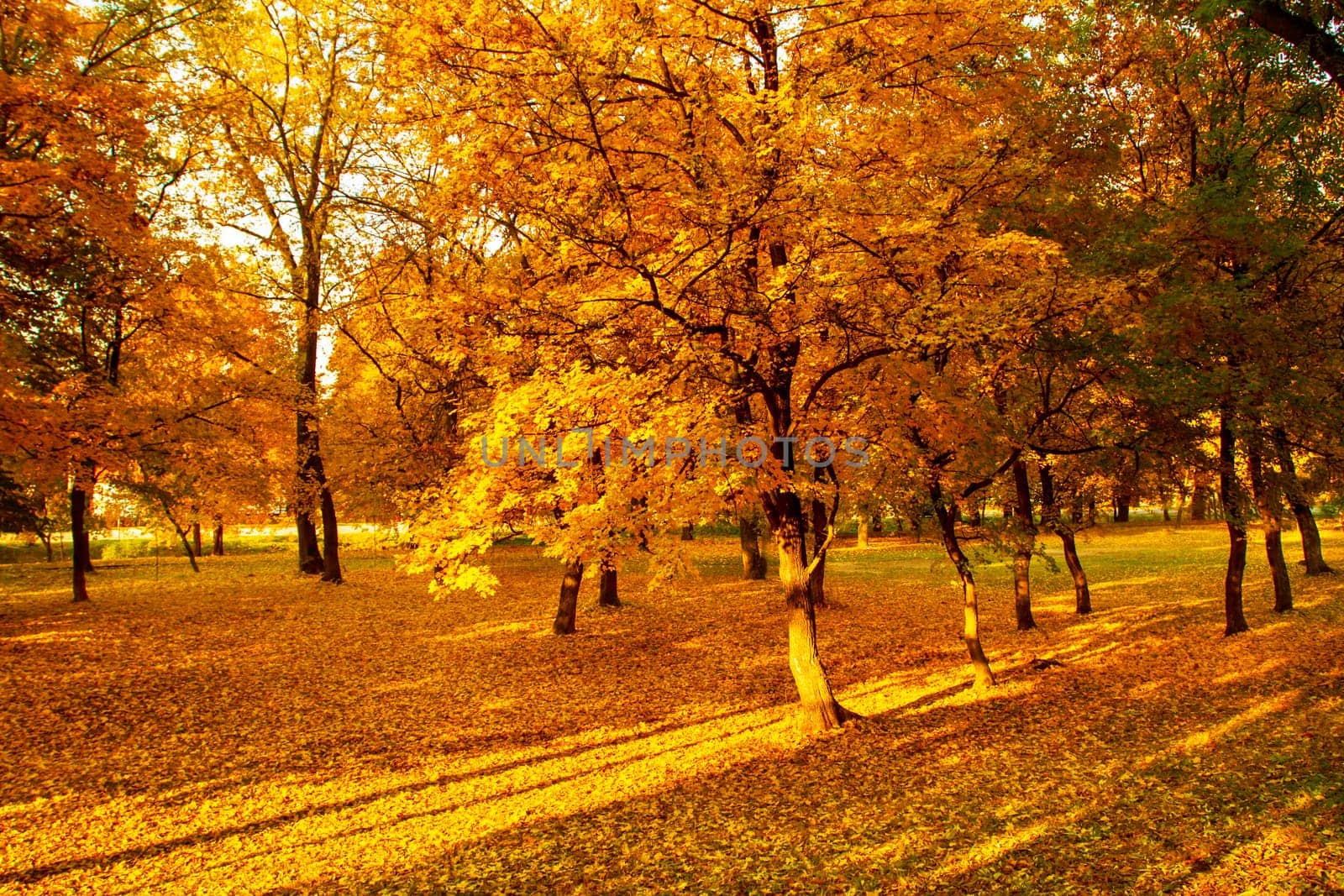 Beautyfoul colors of autumn landscape in the forest