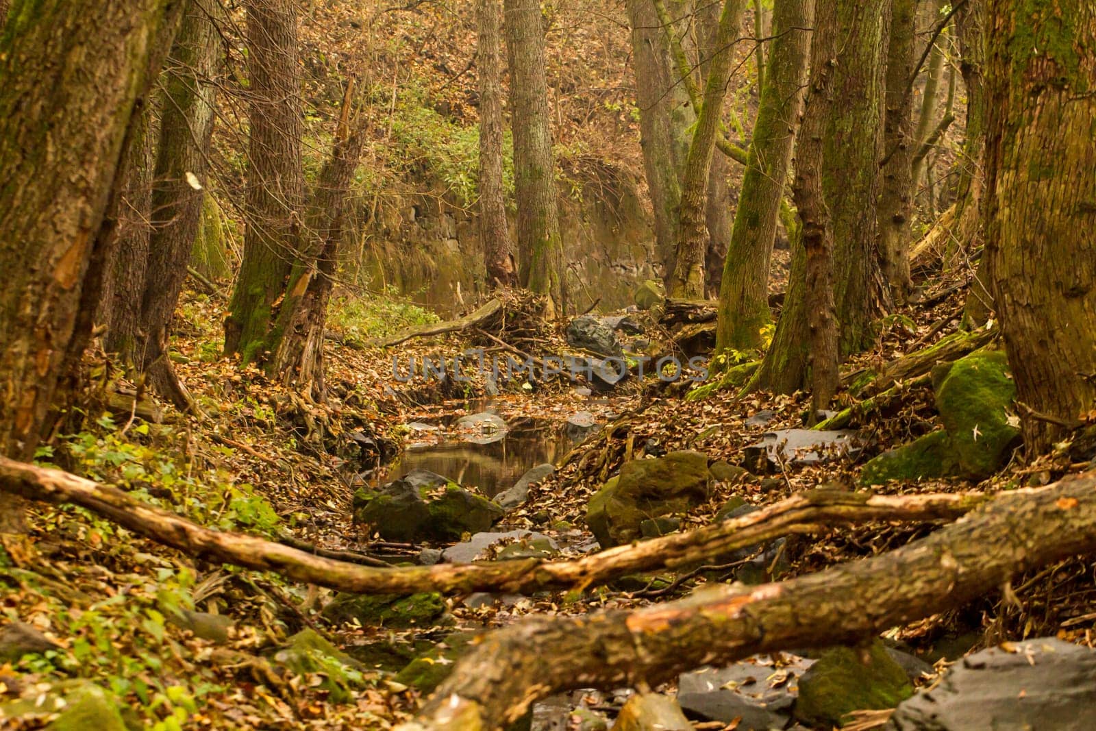 brook in the middle of the forest