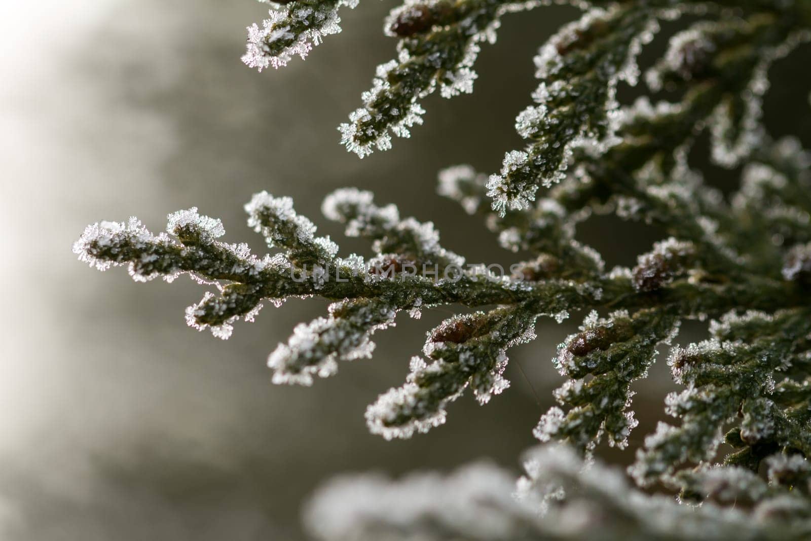 white hoarfrost crystal on green thuja twig