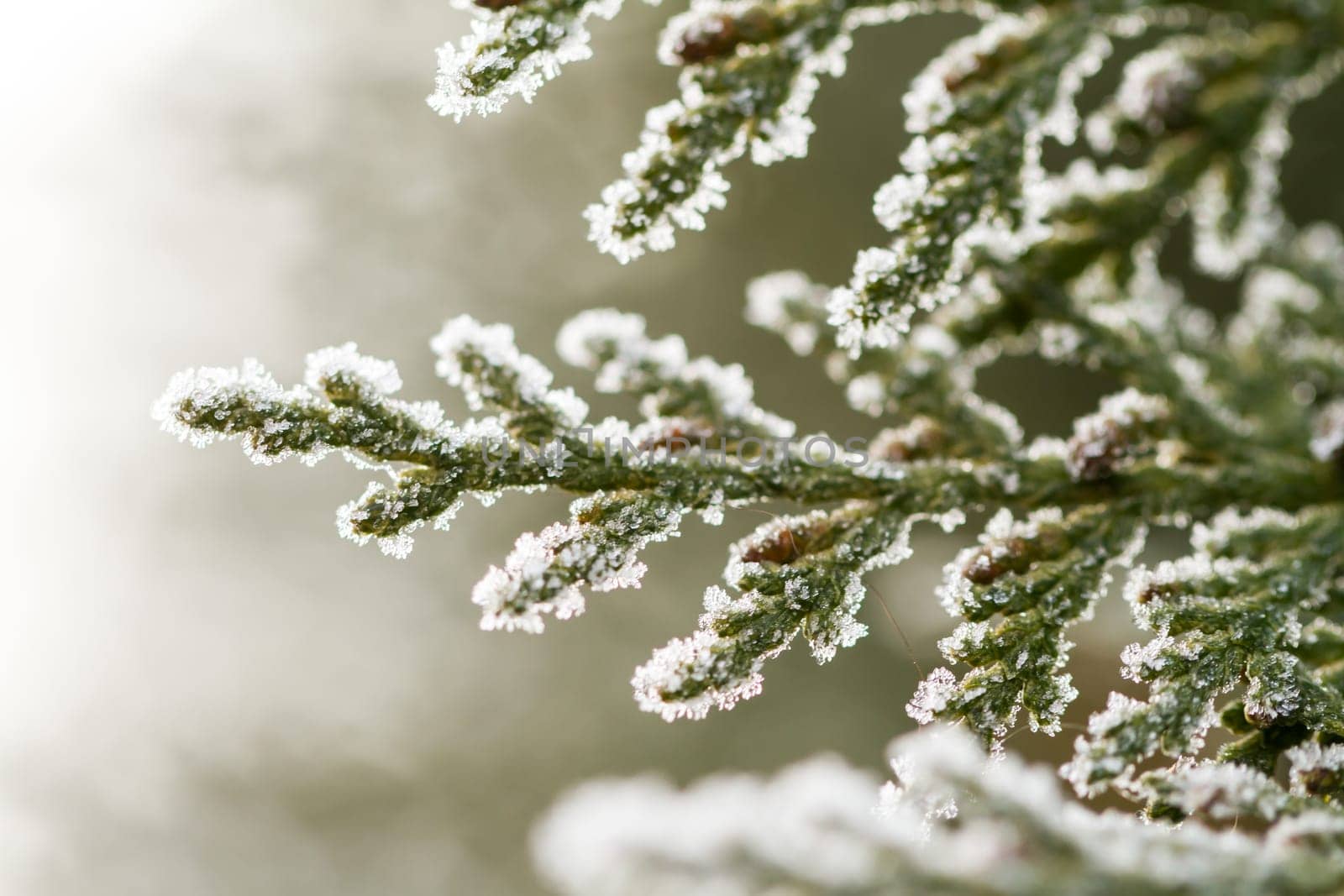 white hoarfrost crystal on green thuja twig