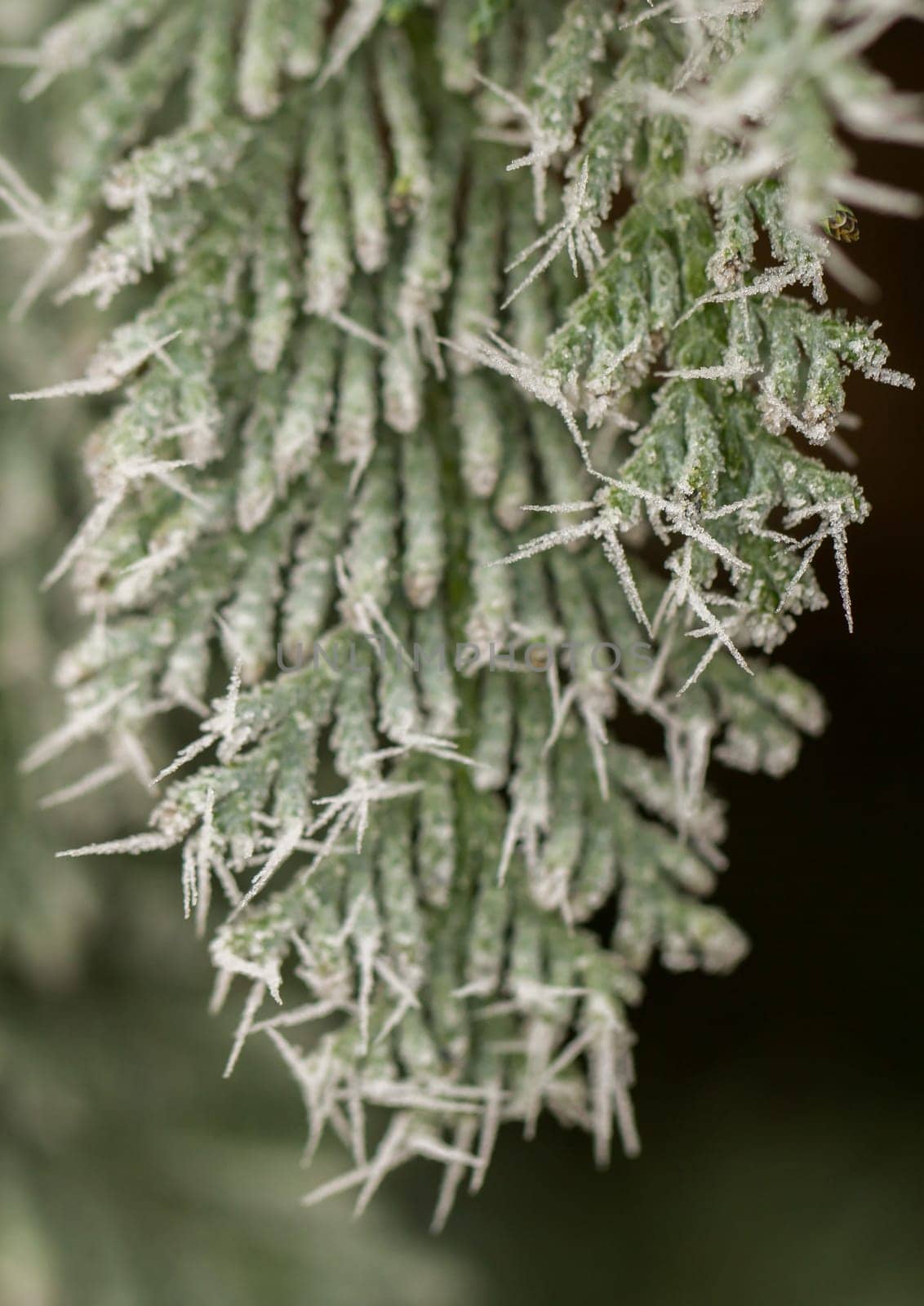 white hoarfrost crystal on green thuja twig