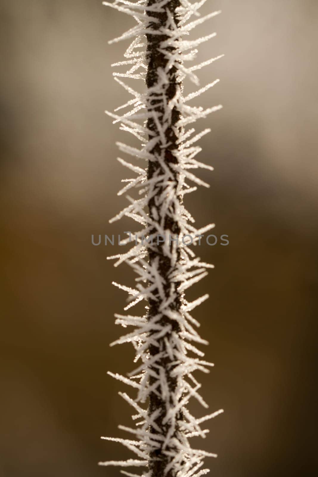 hoarfrost on a thin branch