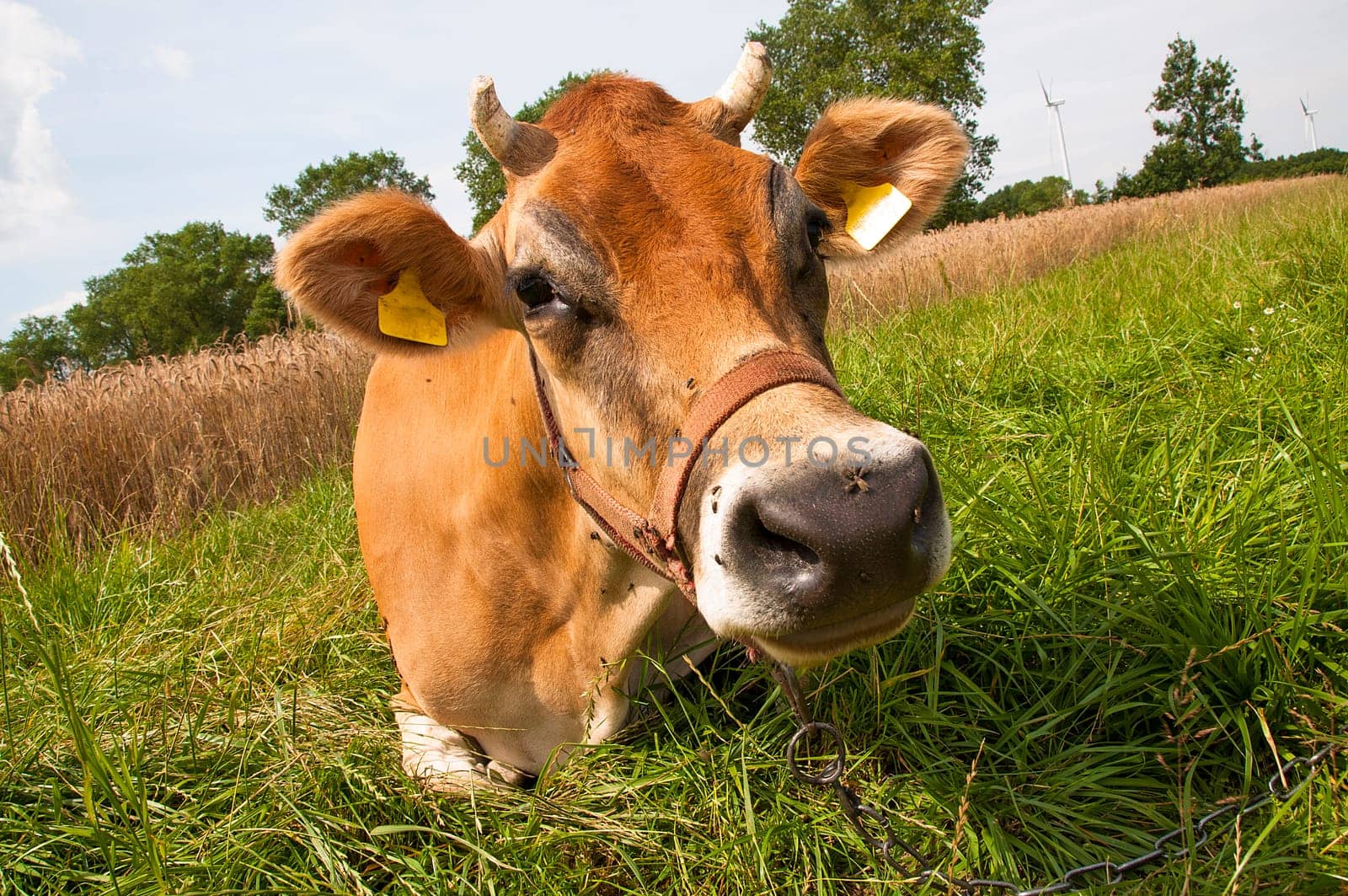 Jersey cow on the meadow