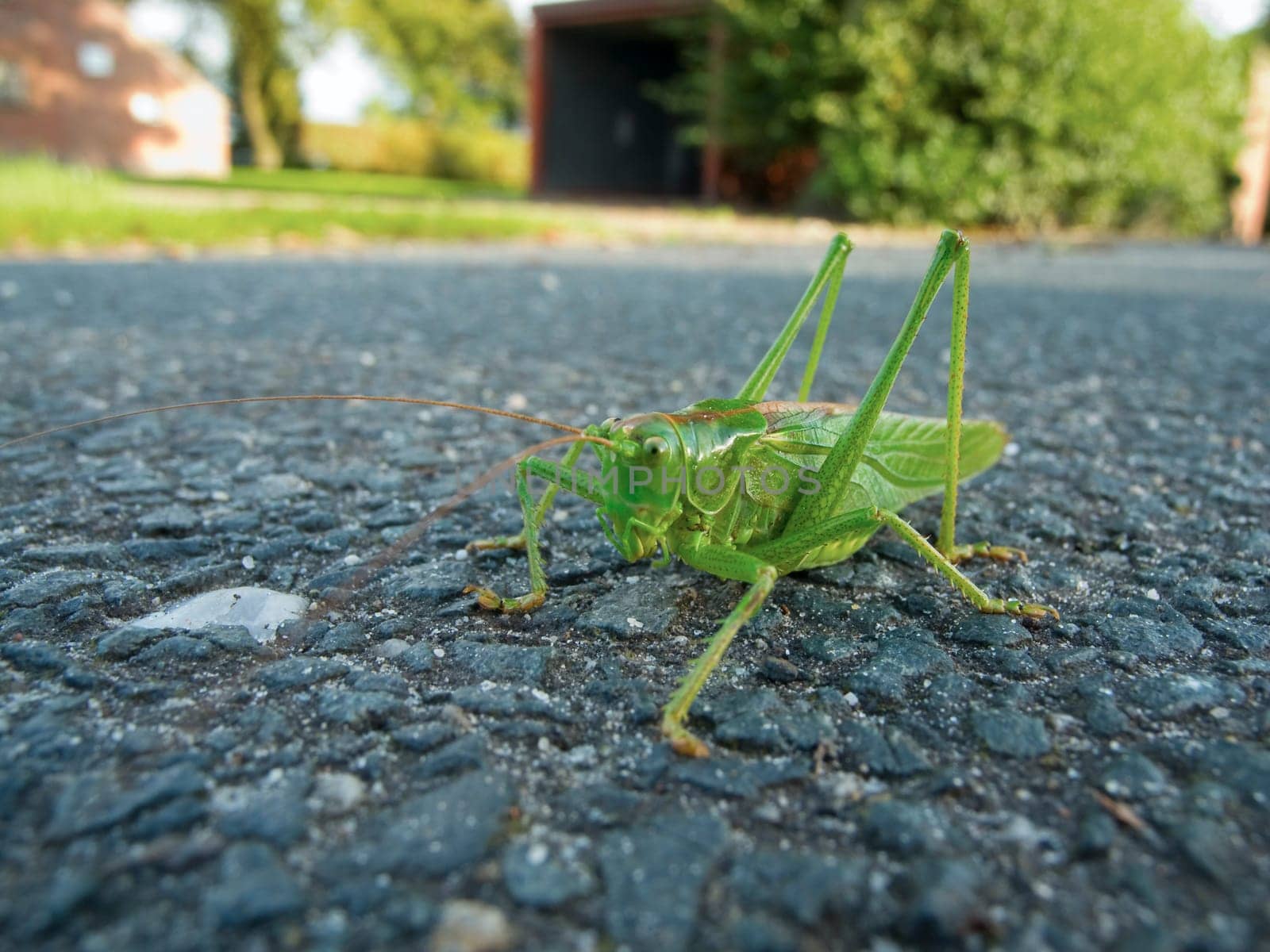 Close-up close up of a single green grasshopper (Tettigonia viridissima) sitting on asphalt