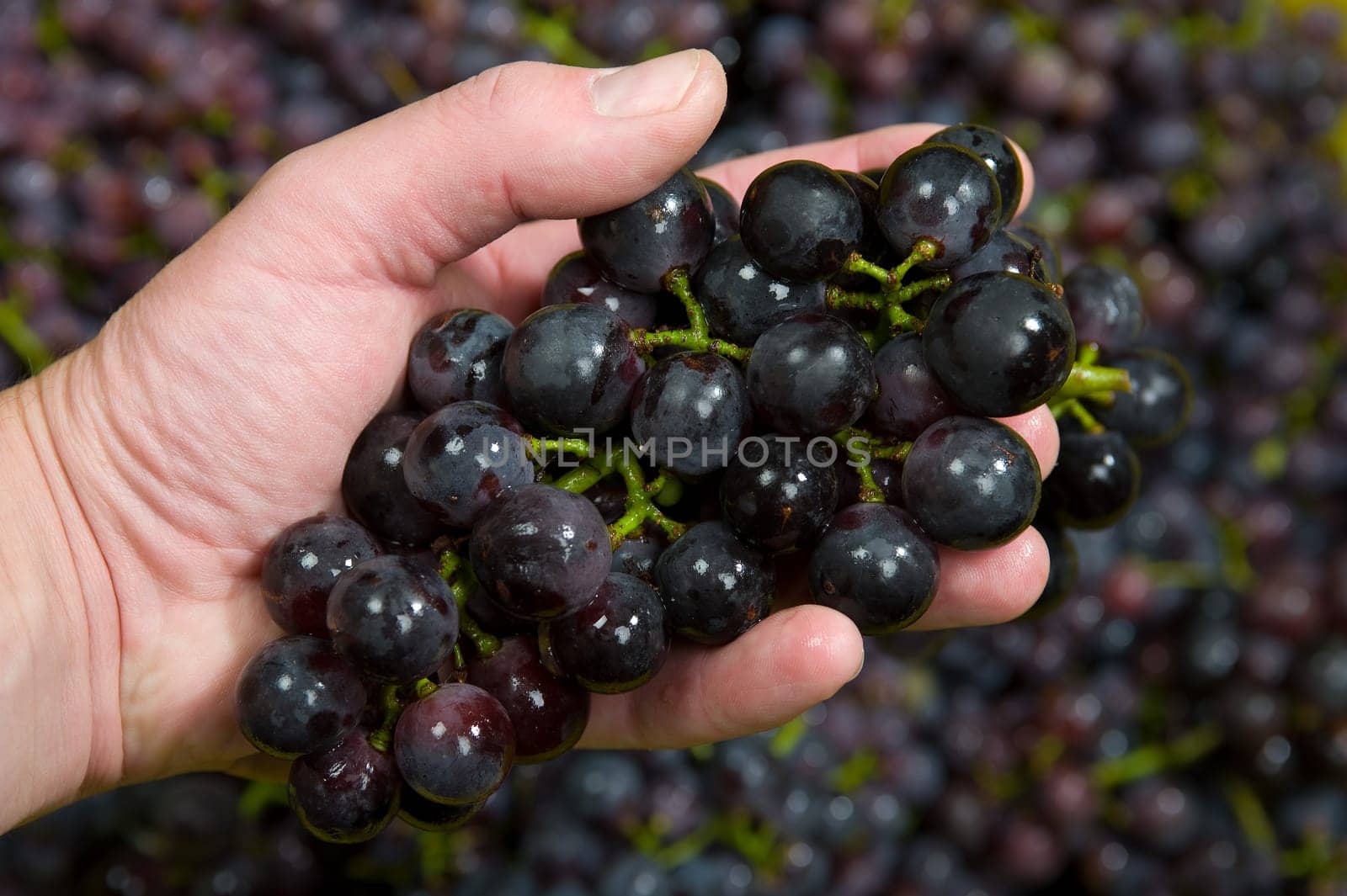grapes