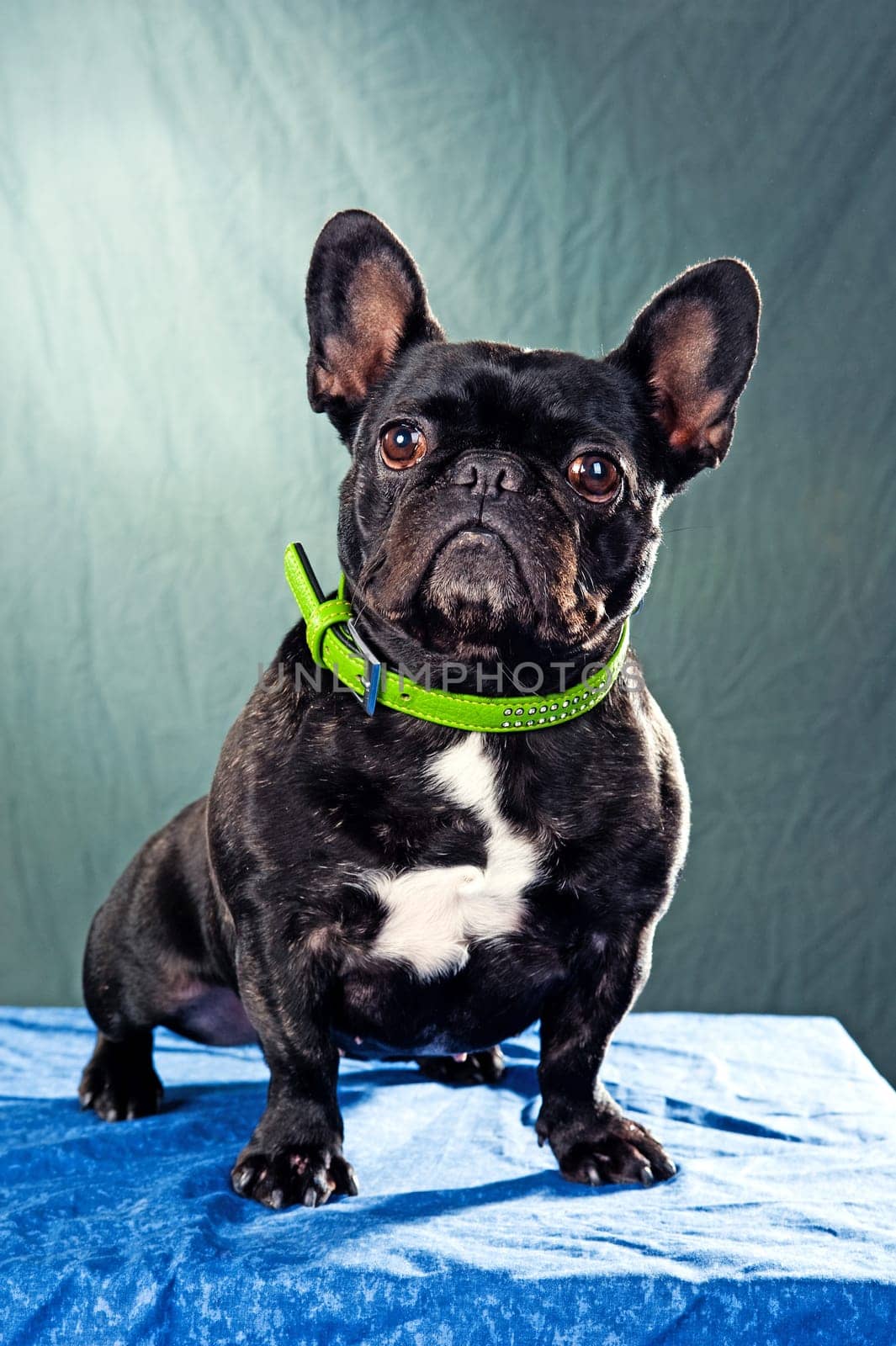 French Bulldog