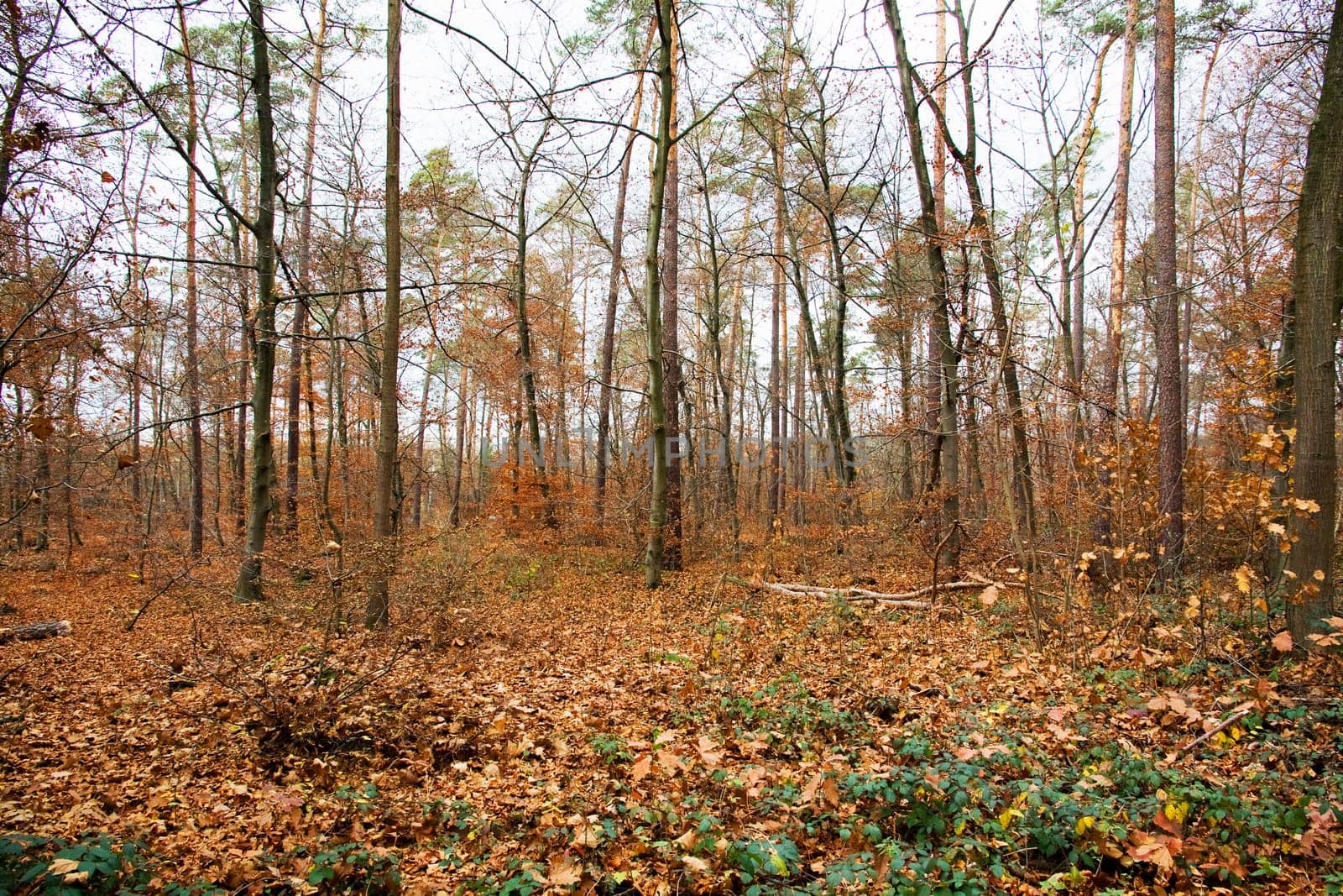 abandoned alley in the forest on autumn