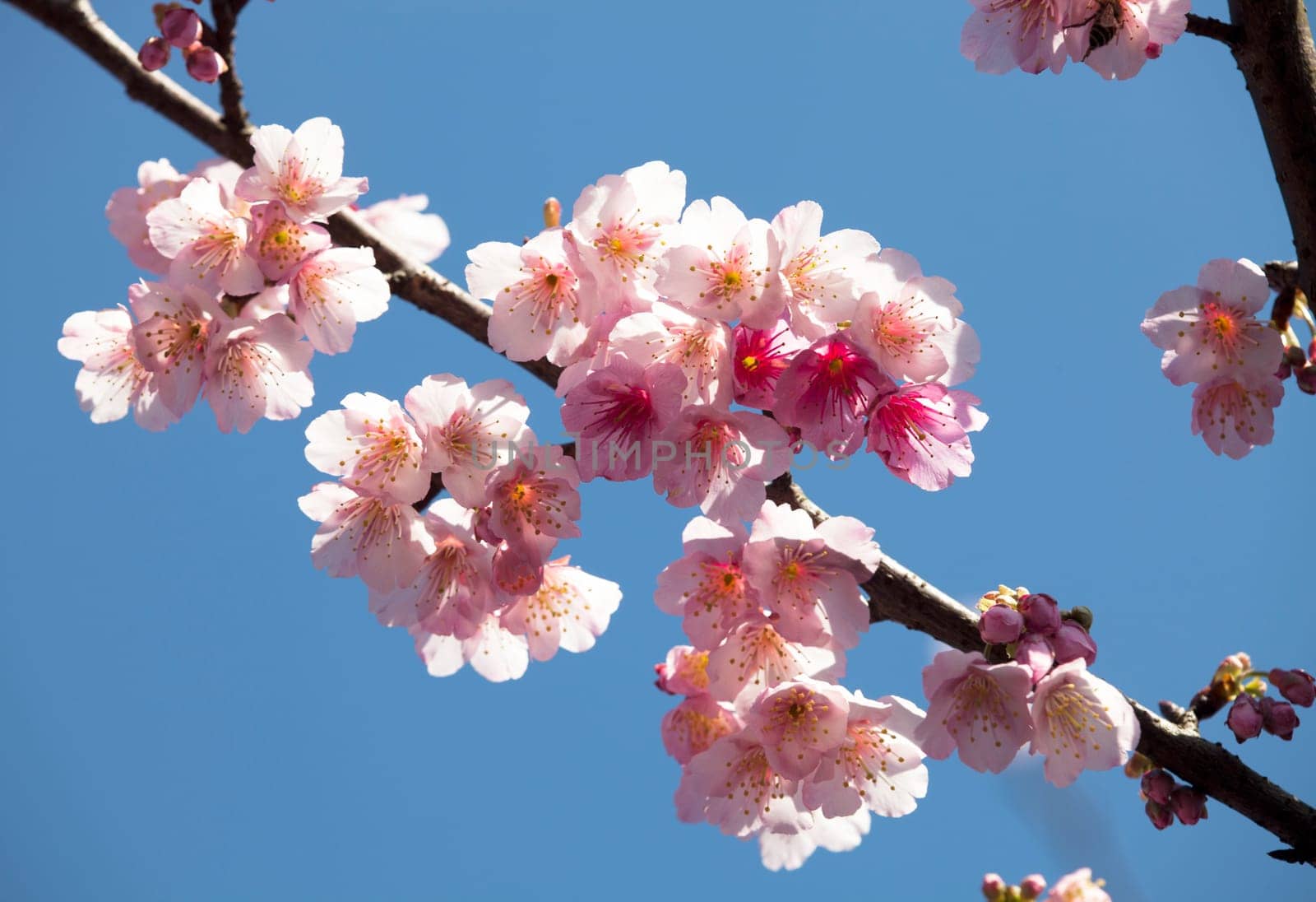 Cherry blossoms in full bloom