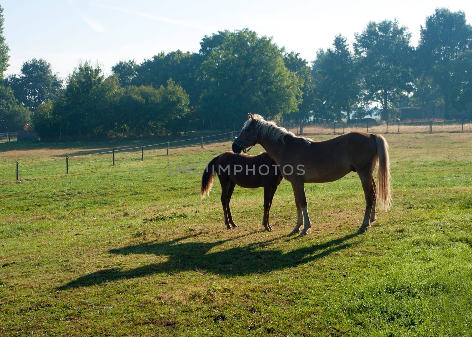 horse with foal in a meadow backlighted by the sun