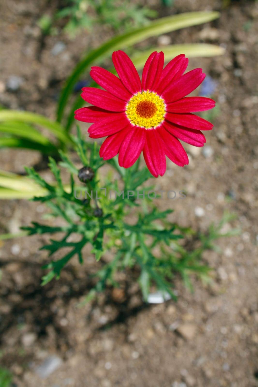 A red daisy, ballis perennis, botanical family: Asteraceae. Also known as Gerbera