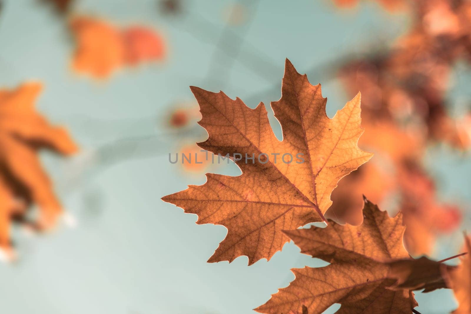 Yellowed leaves of plane tree in front of blue sunny sky in autumn