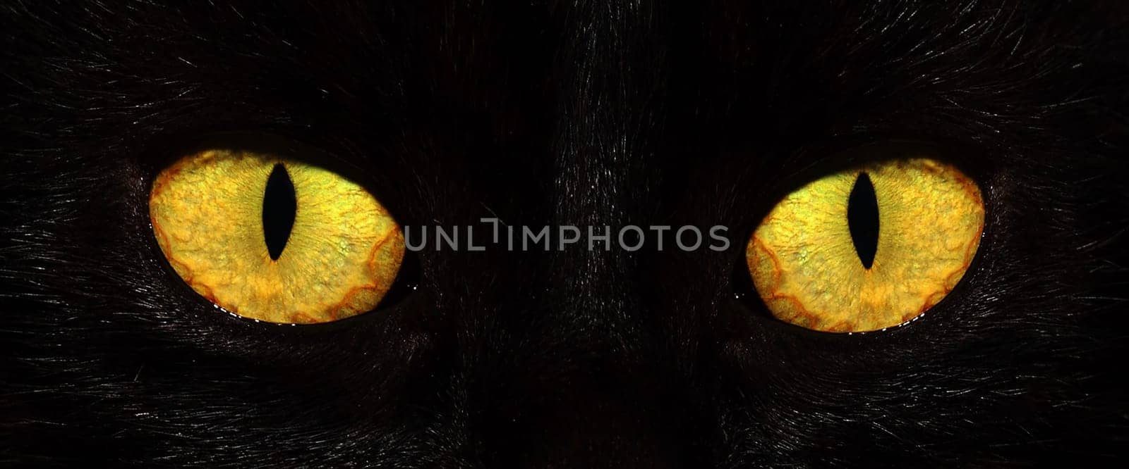eyes of black cat in dark