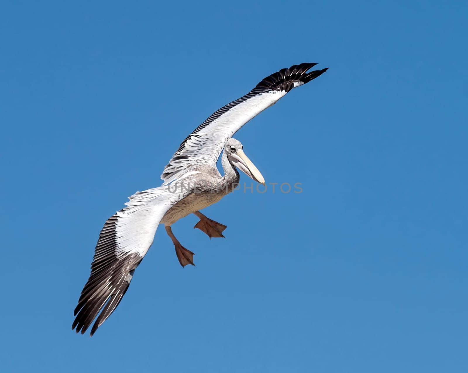 Pelican in the sky, flying alone in the France