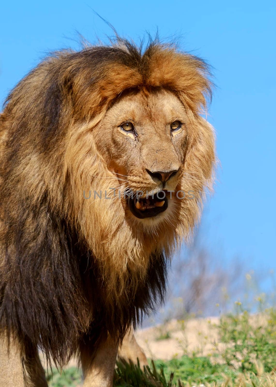 The lion King, profile image