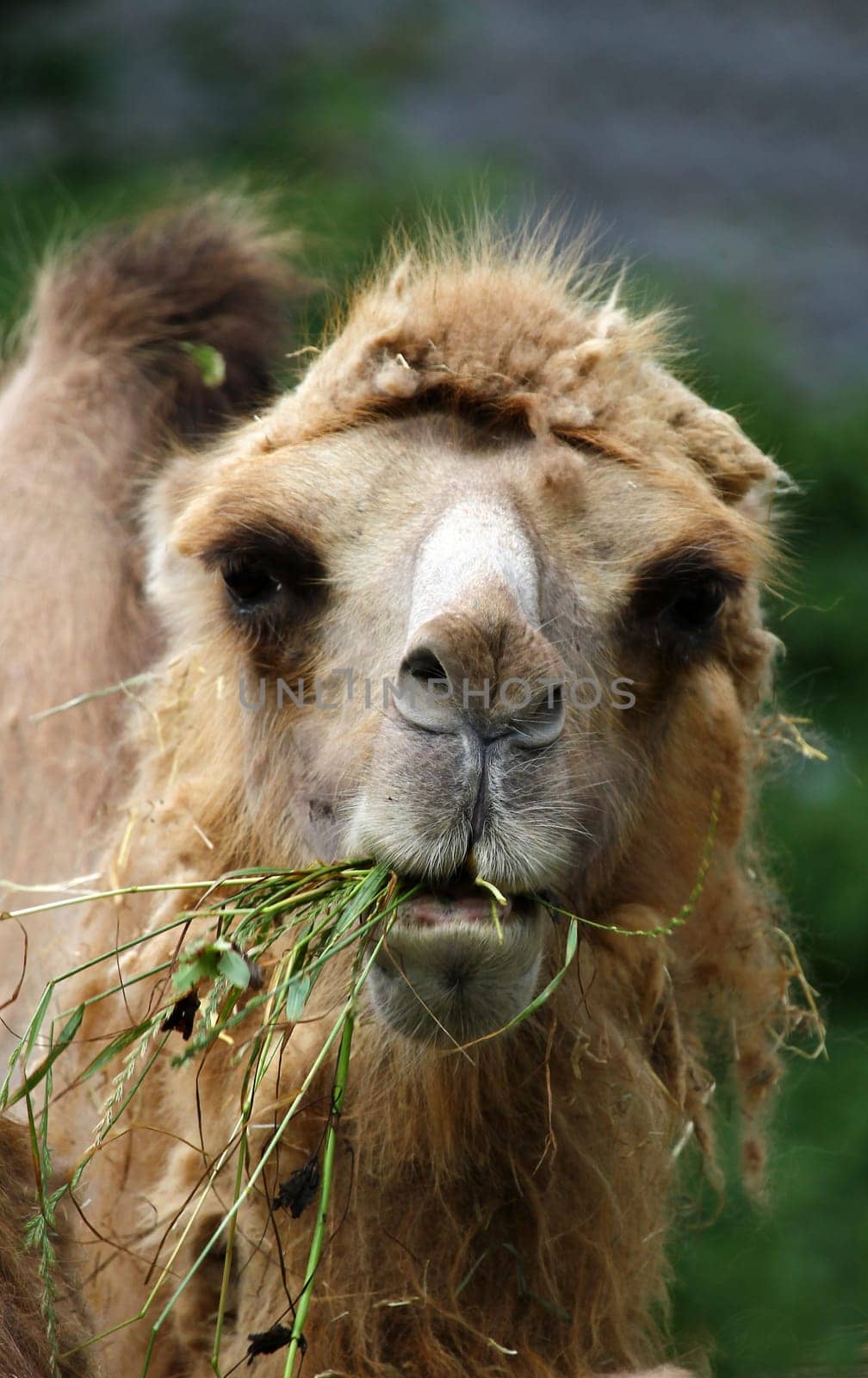 Camel
