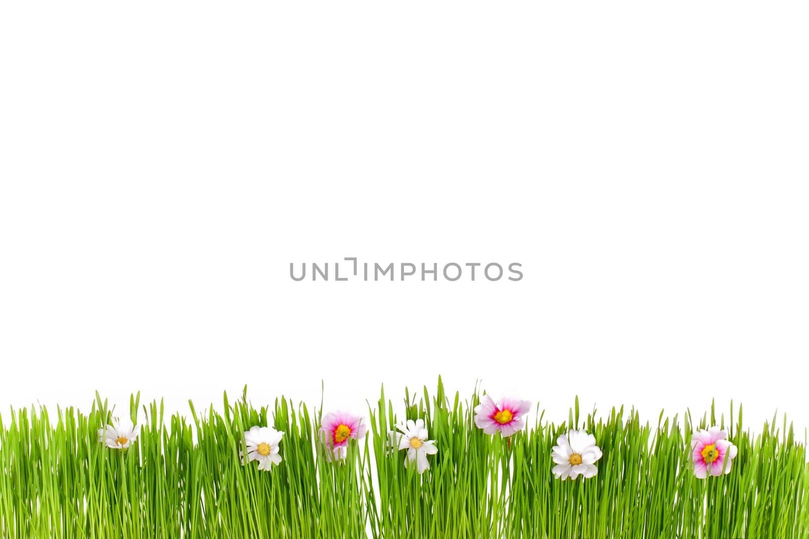 Spring meadow against white background