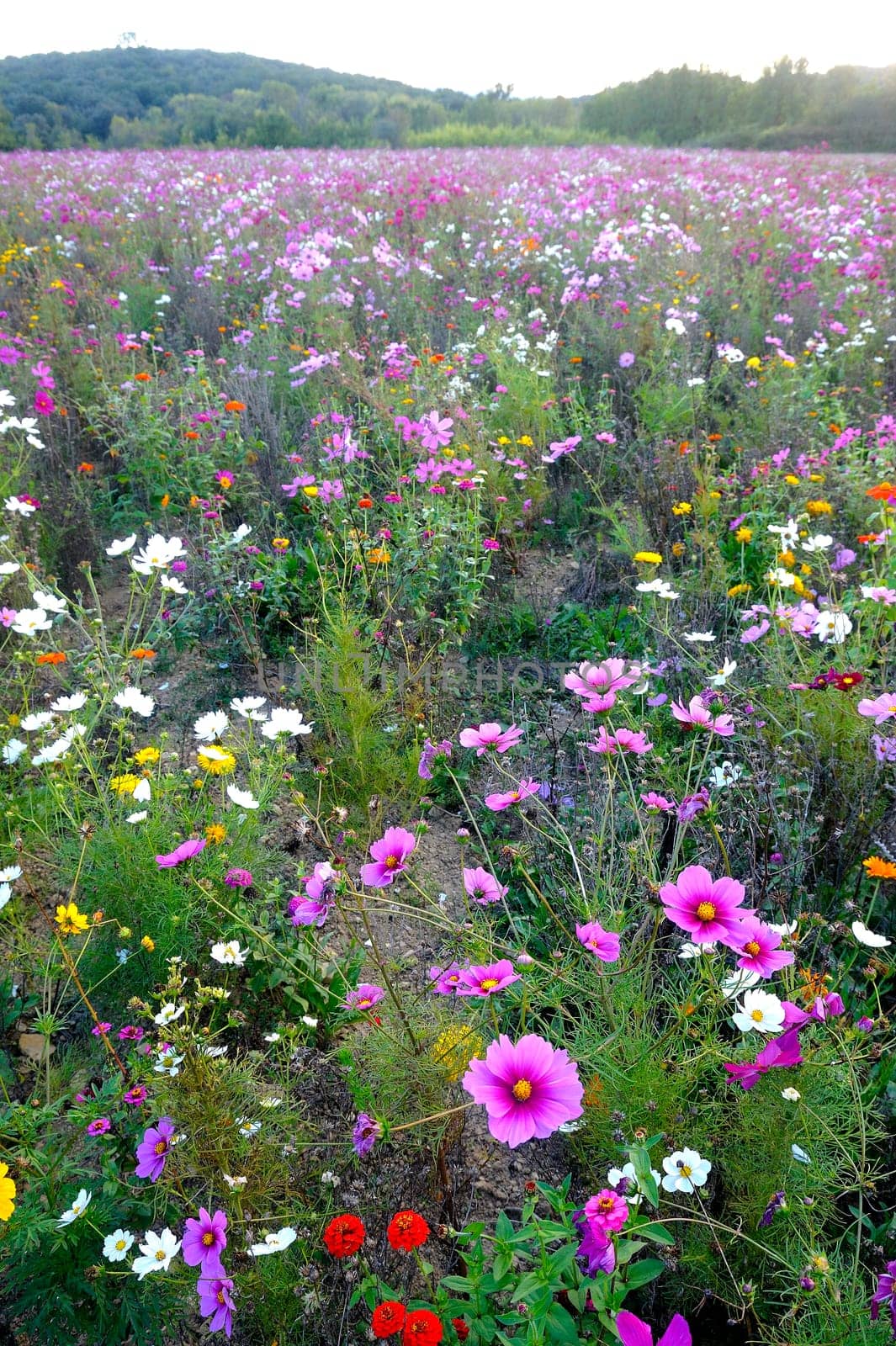 wild flowers in a field
