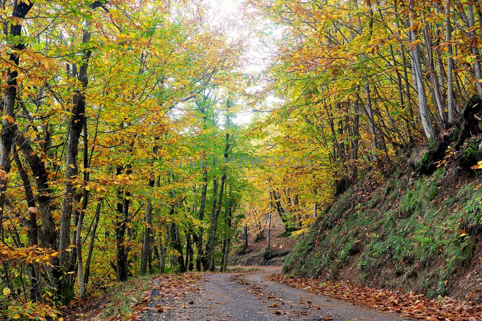 Underwood in autumn in France in the Cevennes