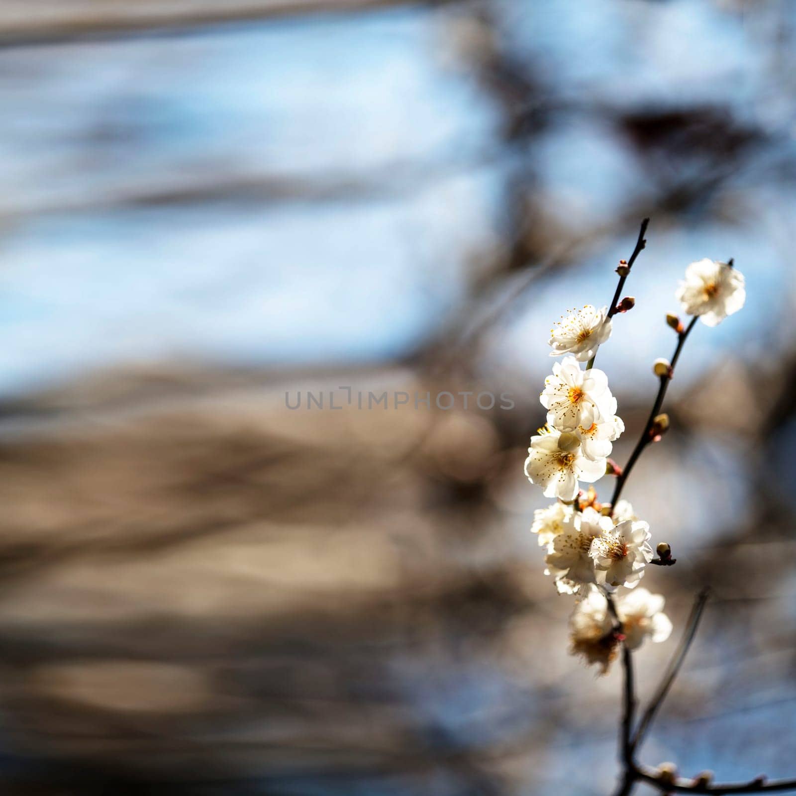 Spring background with plum flowers on black