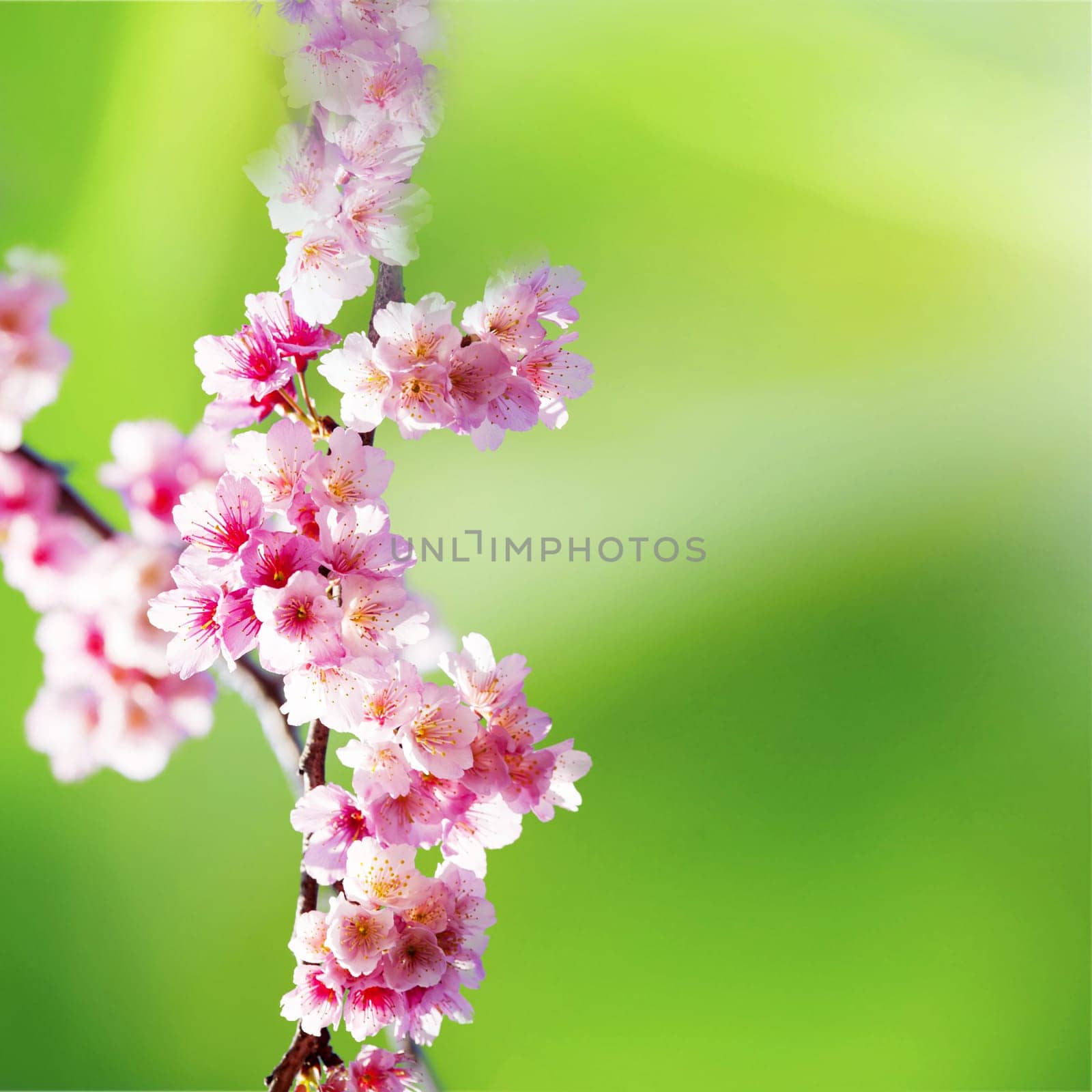 Cherry blossoms with nice background color for adv or others purpose use