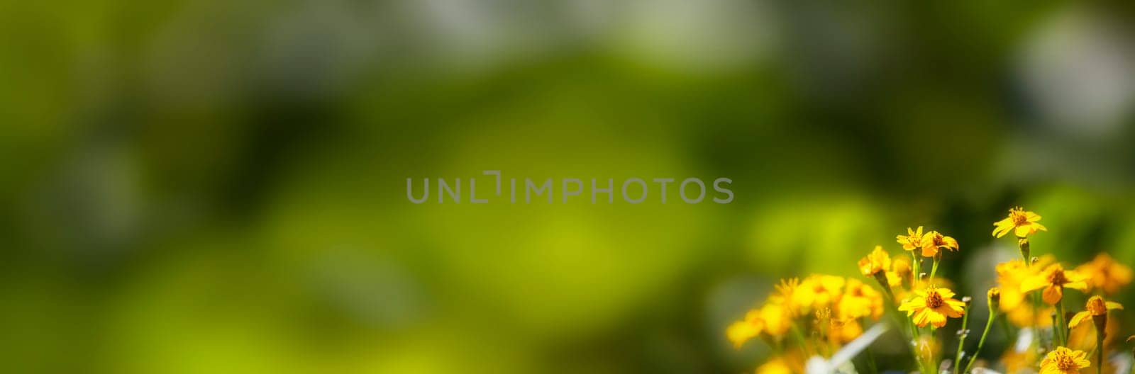 Chrysanthemum with nice background for adv or others purpose use