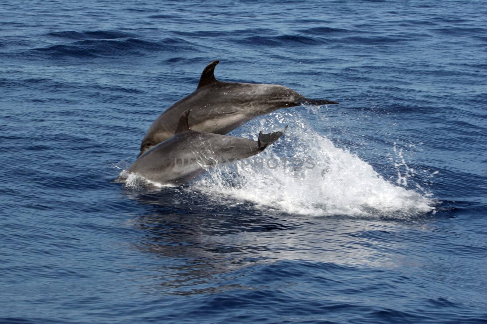 Dolphins