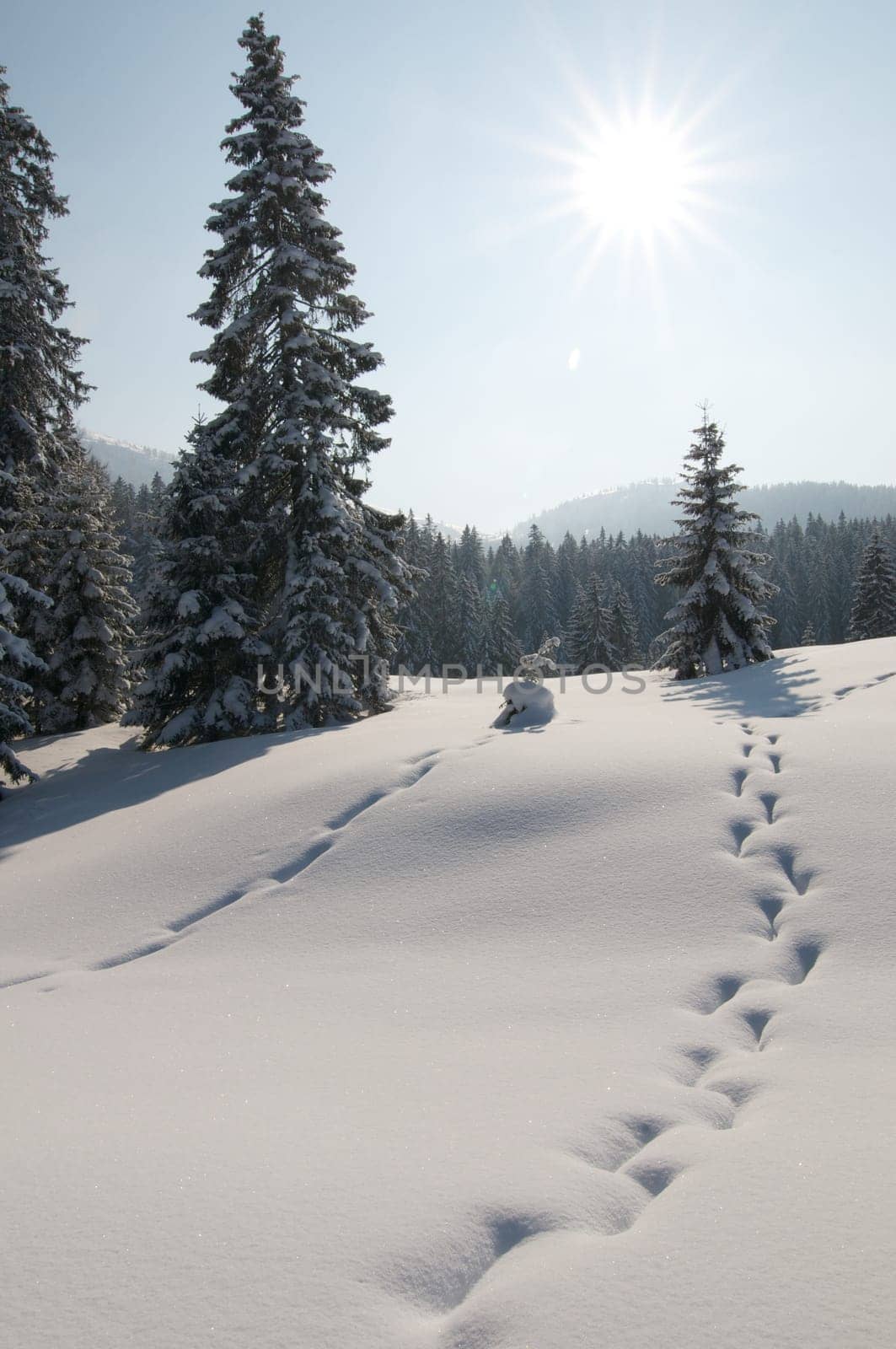 Fir forest