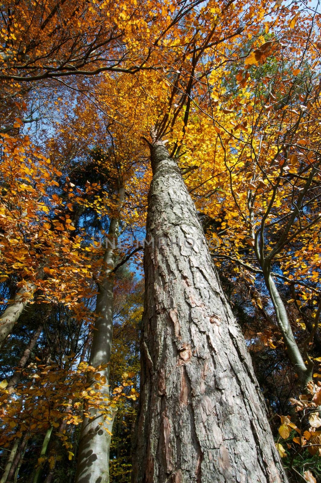 Nature in autumn