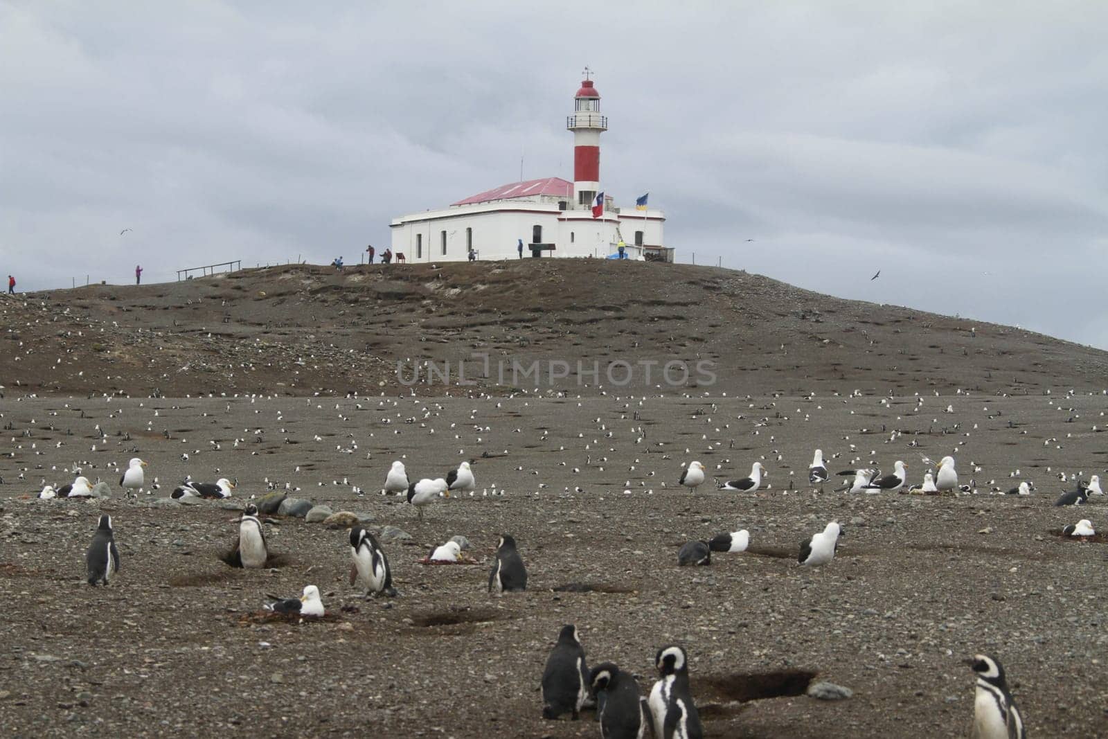 Penguins in Patagonia