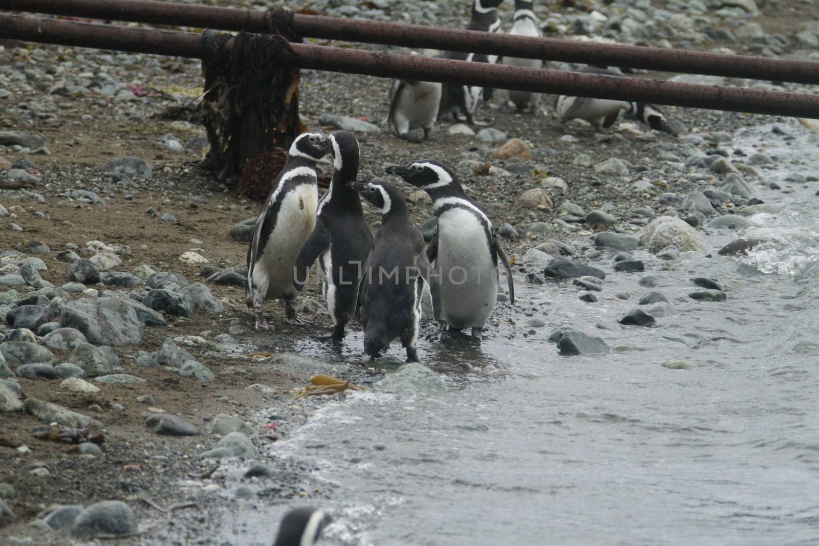 Penguins in Patagonia