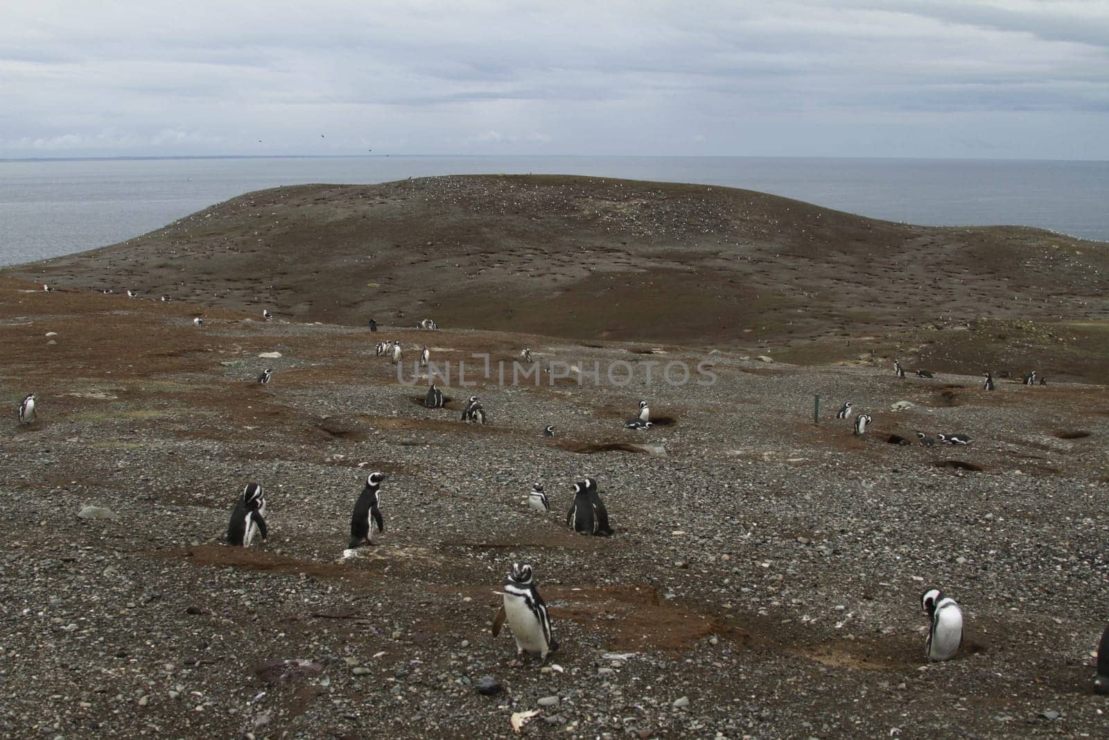Penguins in Patagonia